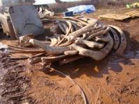 Blue Whale: Bones