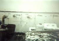 Fishing- The Birds 