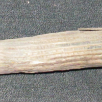 Tree nail